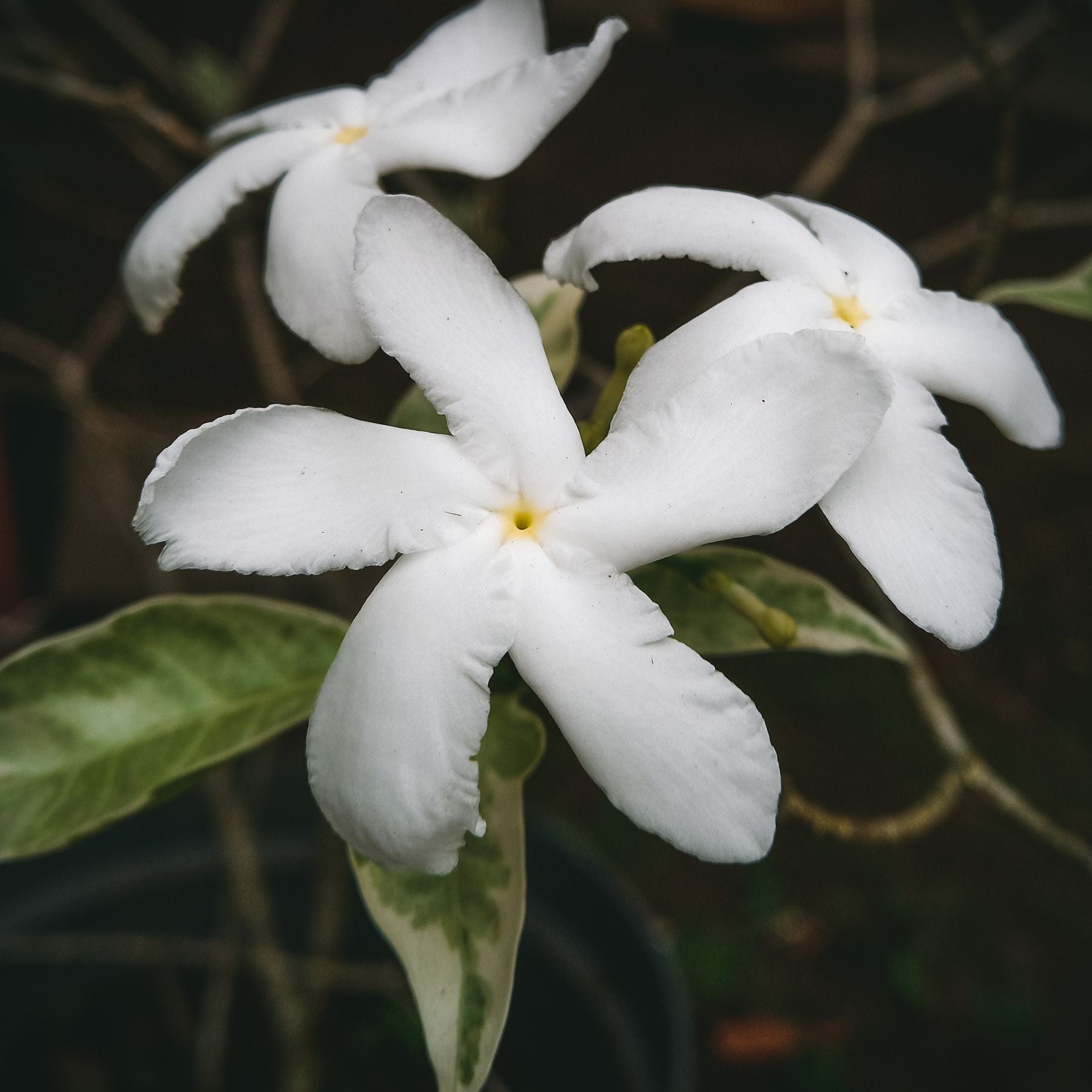 Tagar/Chandni — safed pinwheel-shaped phool, halke pile center ke saath, hari patiyon ke beech
