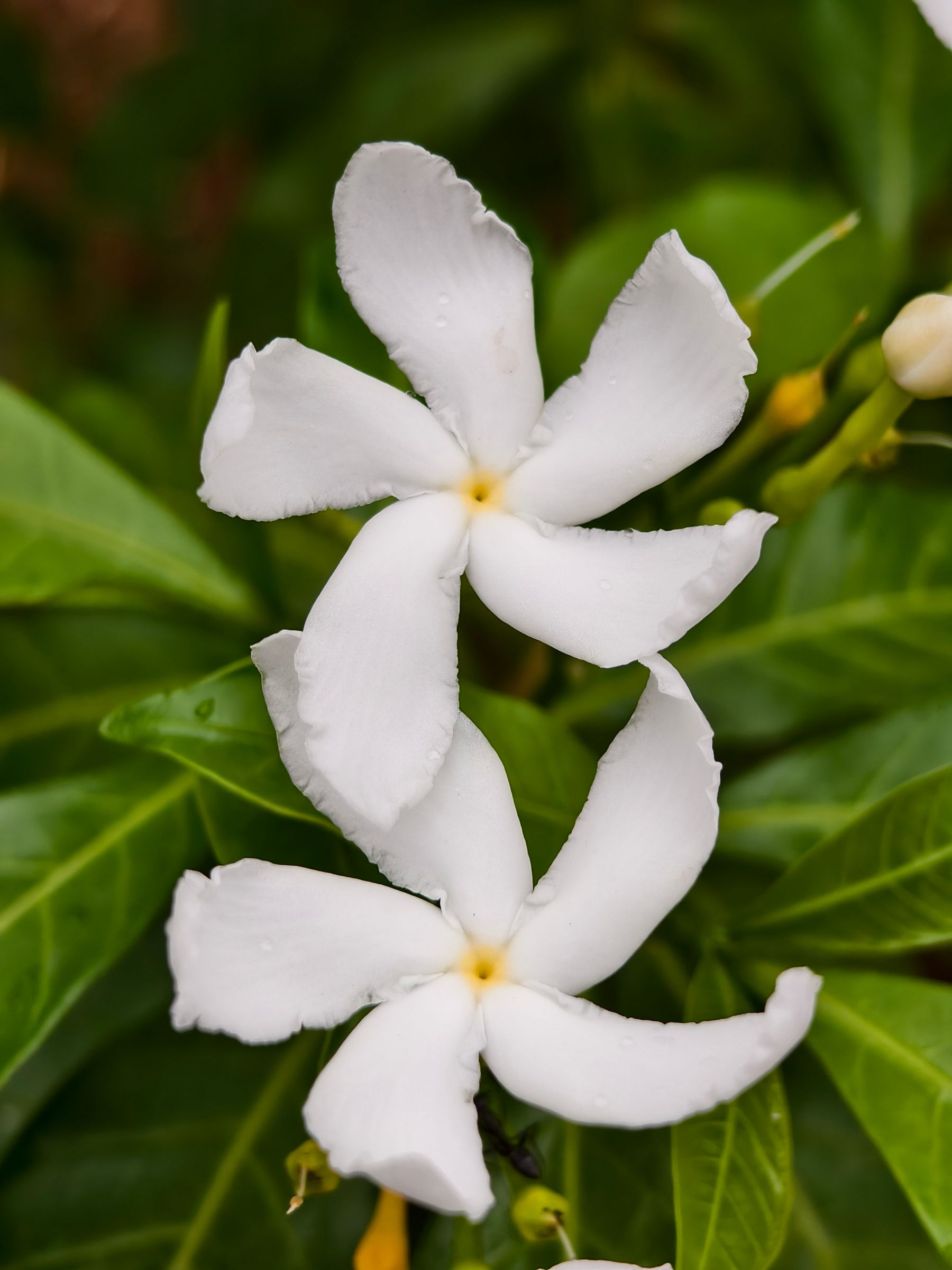 Do safed pinwheel tagar phool paas-paas, hare patton ke beech, close-up