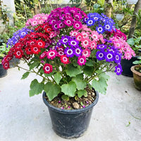 Cineraria Mixed Color Flower Seeds