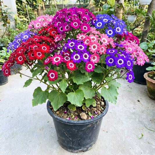 Cineraria Mixed Color Flower Seeds
