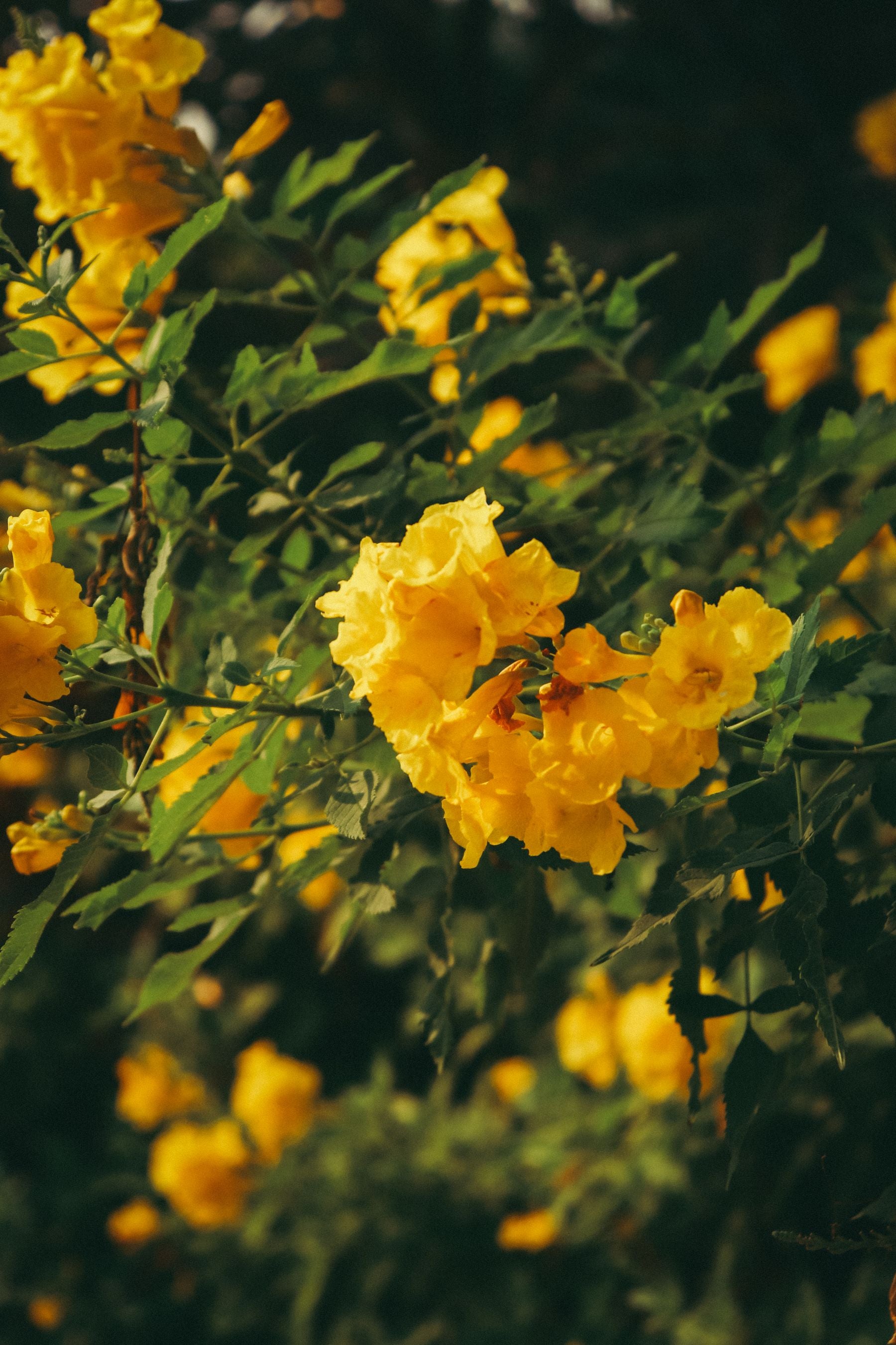 Tecoma Yellow Bells ke sunehre peele ghanti-jaise phool hari jhaadi par
