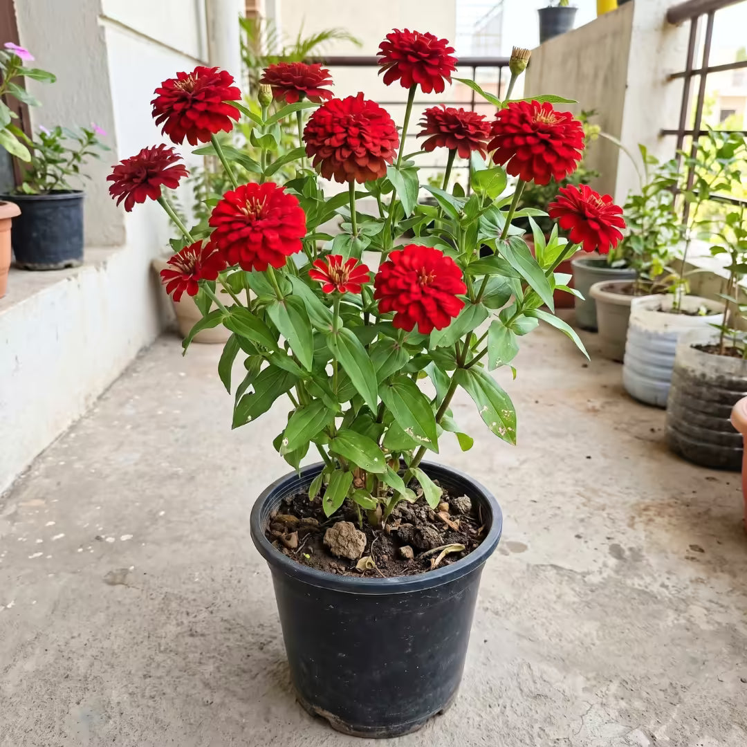 Zinnia Double Red Flower Seeds