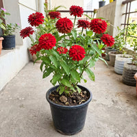 Zinnia Double Red Flower Seeds