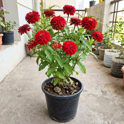 Zinnia Double Red Flower Seeds