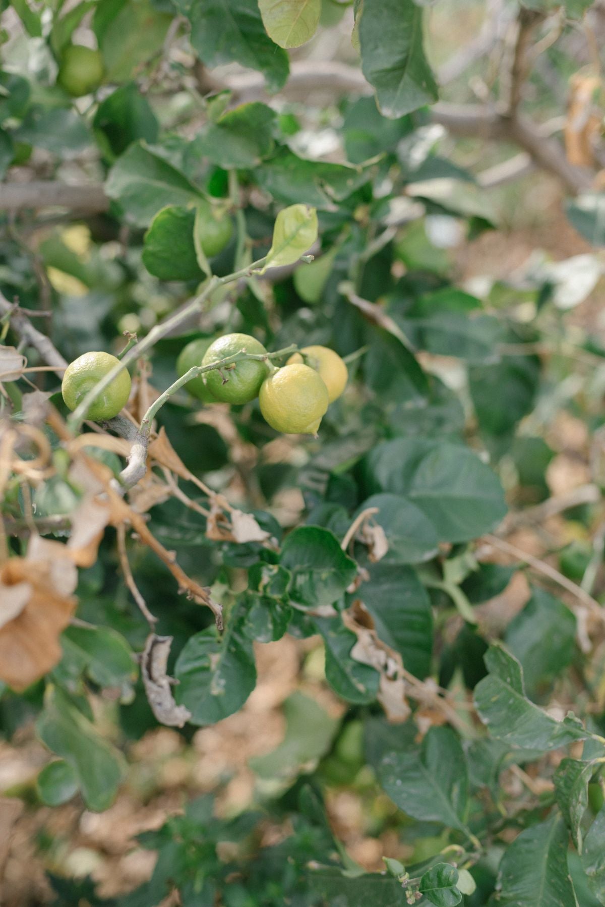 Lemon plant ki shaakha par hare-peele lemon fruits lage hue