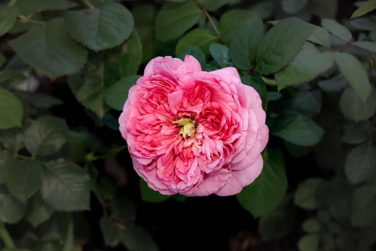 Ek gehra pink rose ka phool hare patto ke beech khila hua
