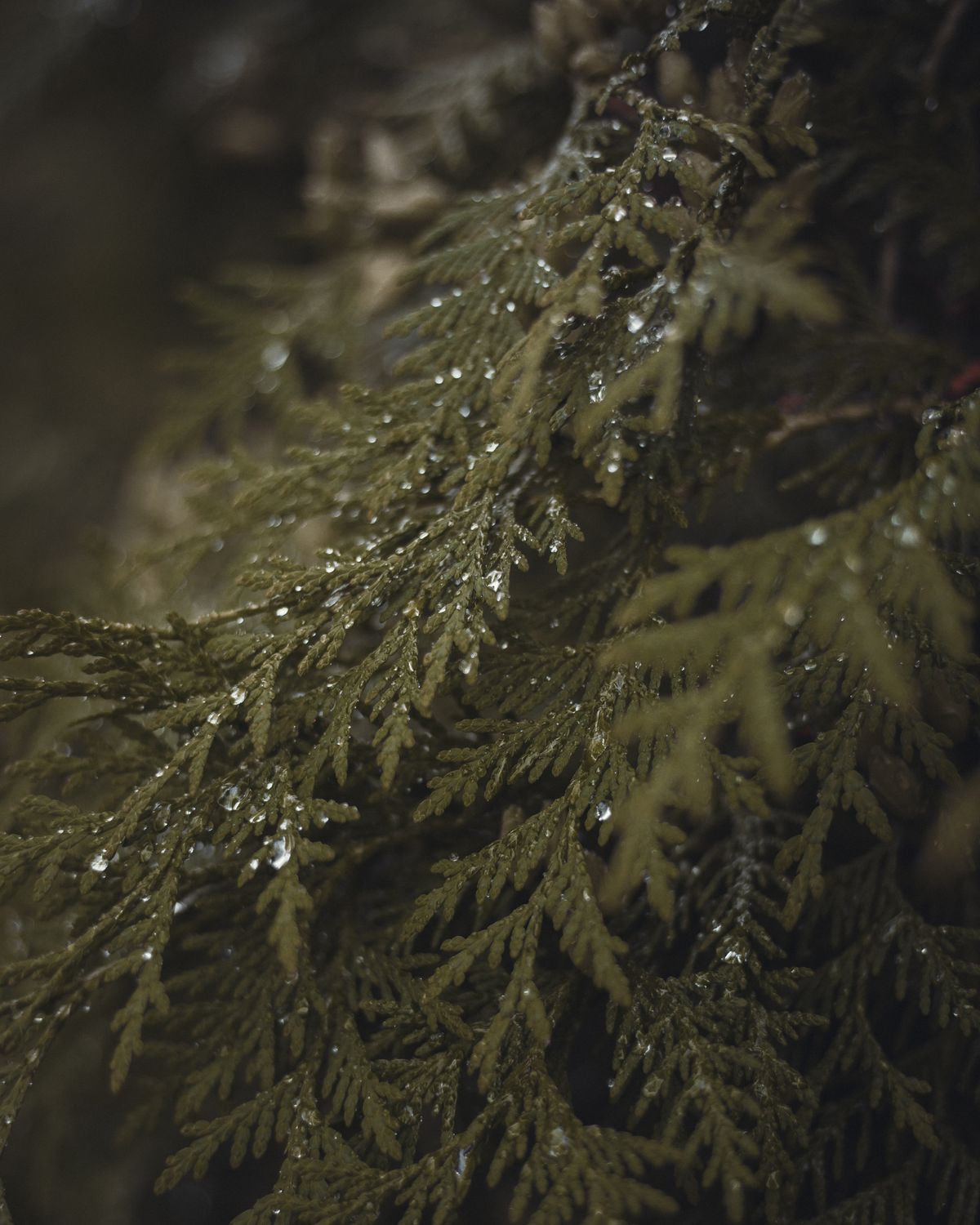 Thuja orientalis (Morpankhi) ki barish se bheegi hui scale-jaisi green foliage, close-up.