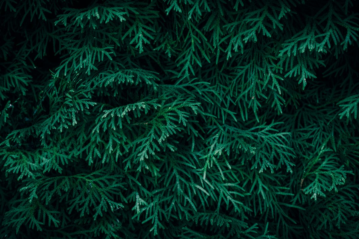 Dense dark-green Thuja orientalis foliage — feather (morpankhi) jaisi flat sprays.