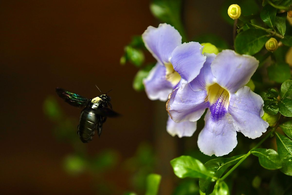 Halka neela-lavender Thunbergia grandiflora phool, ek bee ke saath, hari pattiyon ke beech
