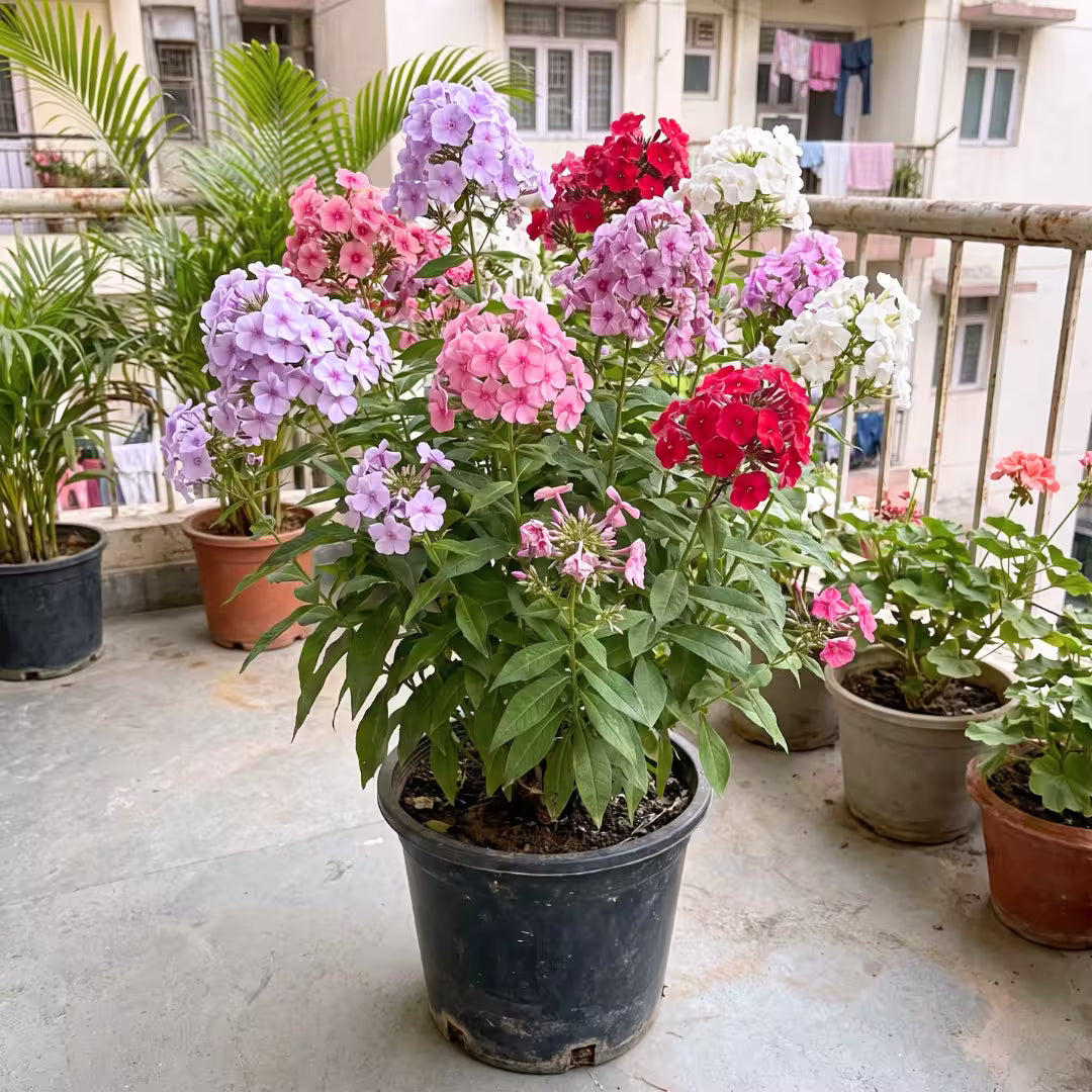 Phlox Mixed Color Flower Seeds
