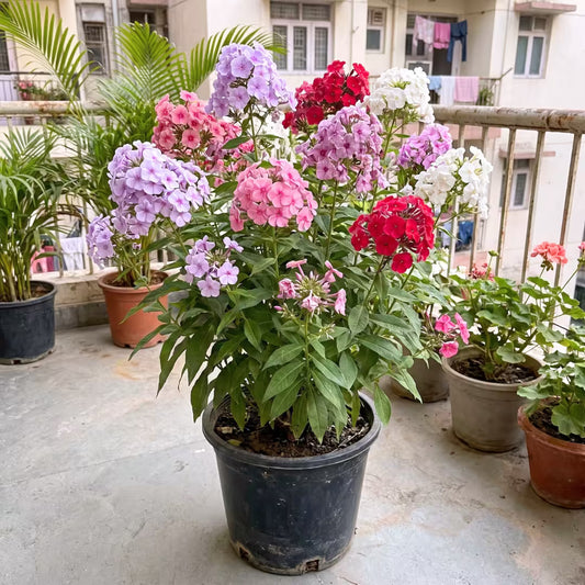 Phlox Mixed Color Flower Seeds