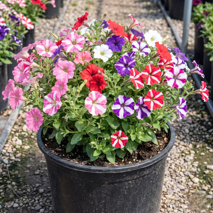 Petunia Ultra Star Flower Seeds