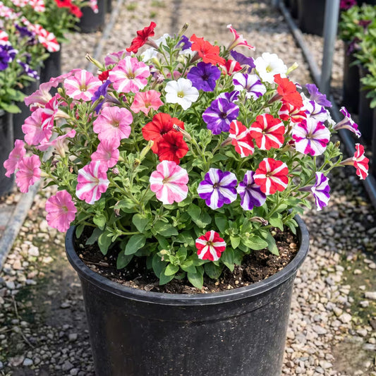 Petunia Ultra Star Flower Seeds