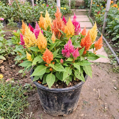 Celosia Plumosa Mixed Flower Seeds