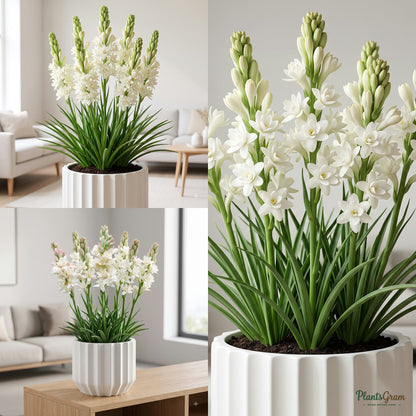 Rajnigandha Tuberose Flower Bulbs (Mixed) growing in a pot