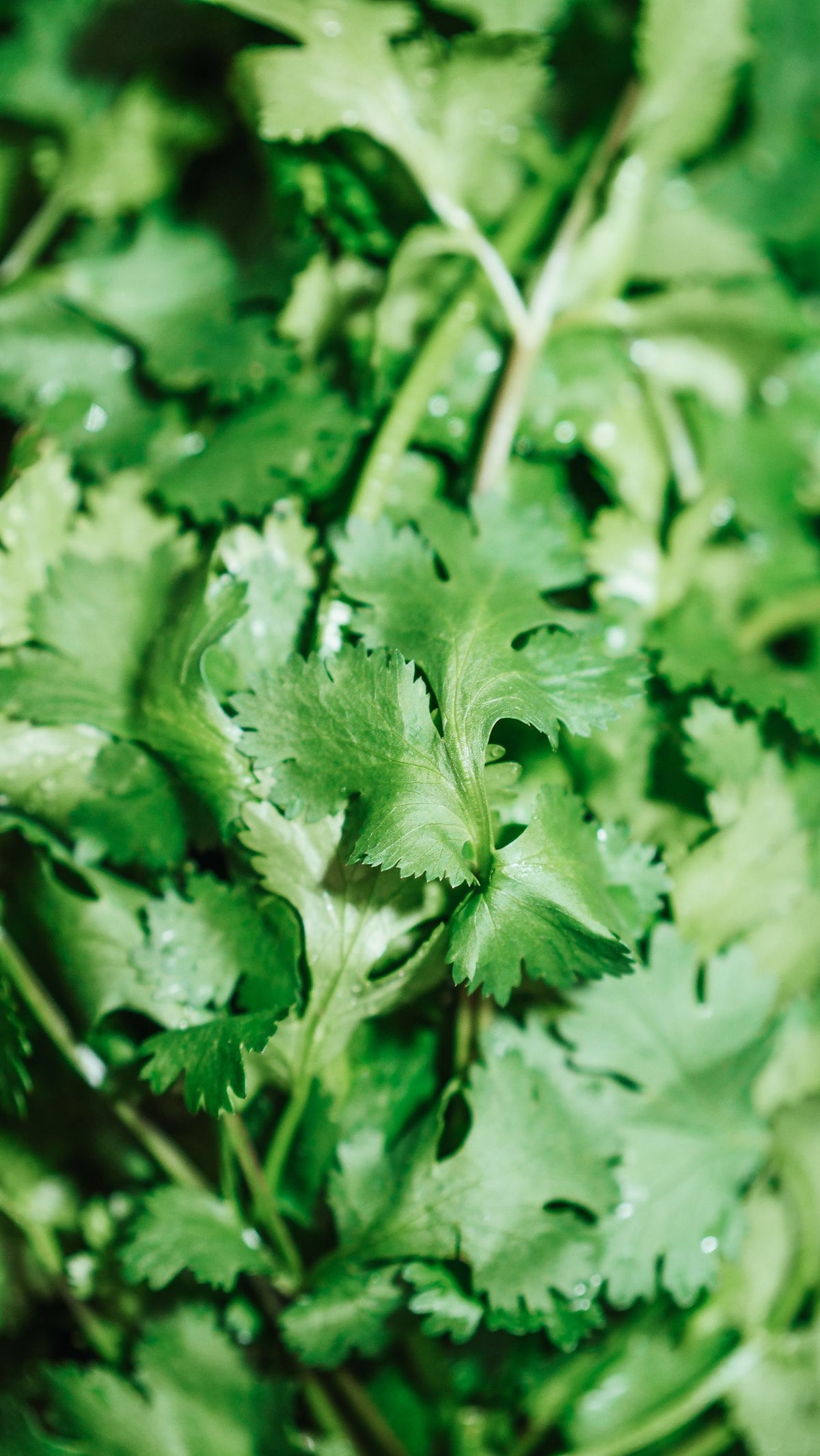 Taaza dhaniya (coriander/cilantro) ke hare pattiyon ka close-up