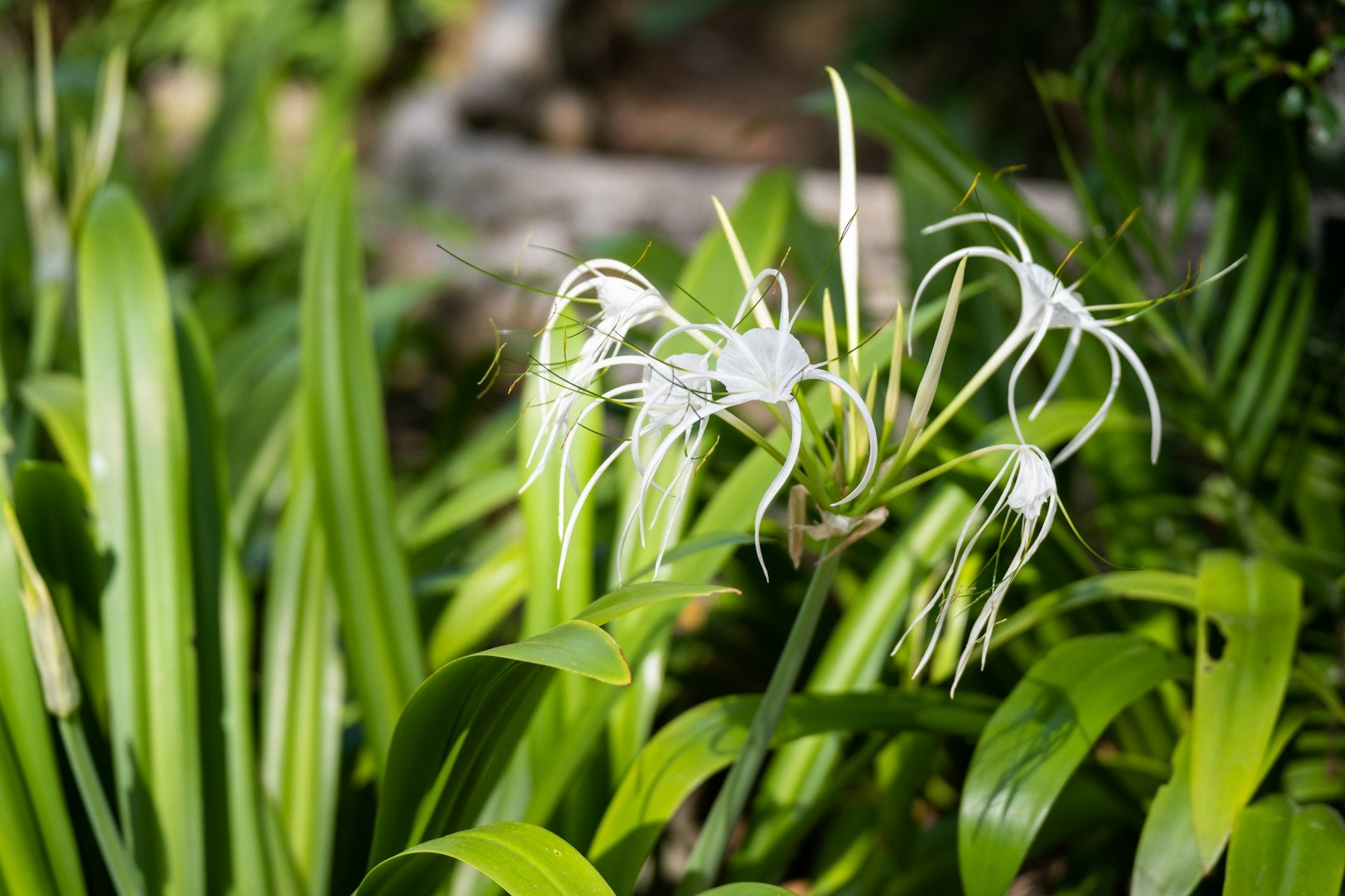 Safed Hymenocallis (spider lily) ka phool — lambi curled sui jaisi petals, hare strap-shaped patton ke beech