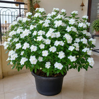 Vinca Pure White flower plant with over fifty blooms growing in a black plastic pot on an Indian home balcony