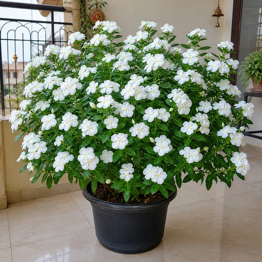 Vinca Pure White flower plant with over fifty blooms growing in a black plastic pot on an Indian home balcony