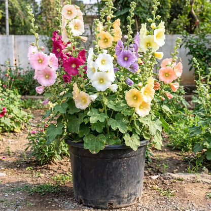 Hollyhock Mixed Colors Flower Seeds