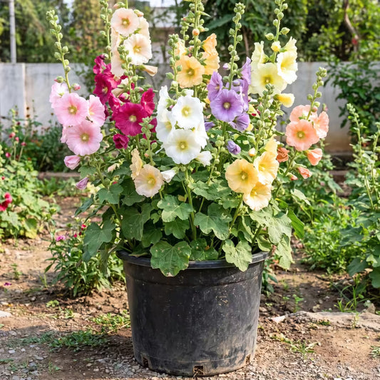 Hollyhock Mixed Colors Flower Seeds