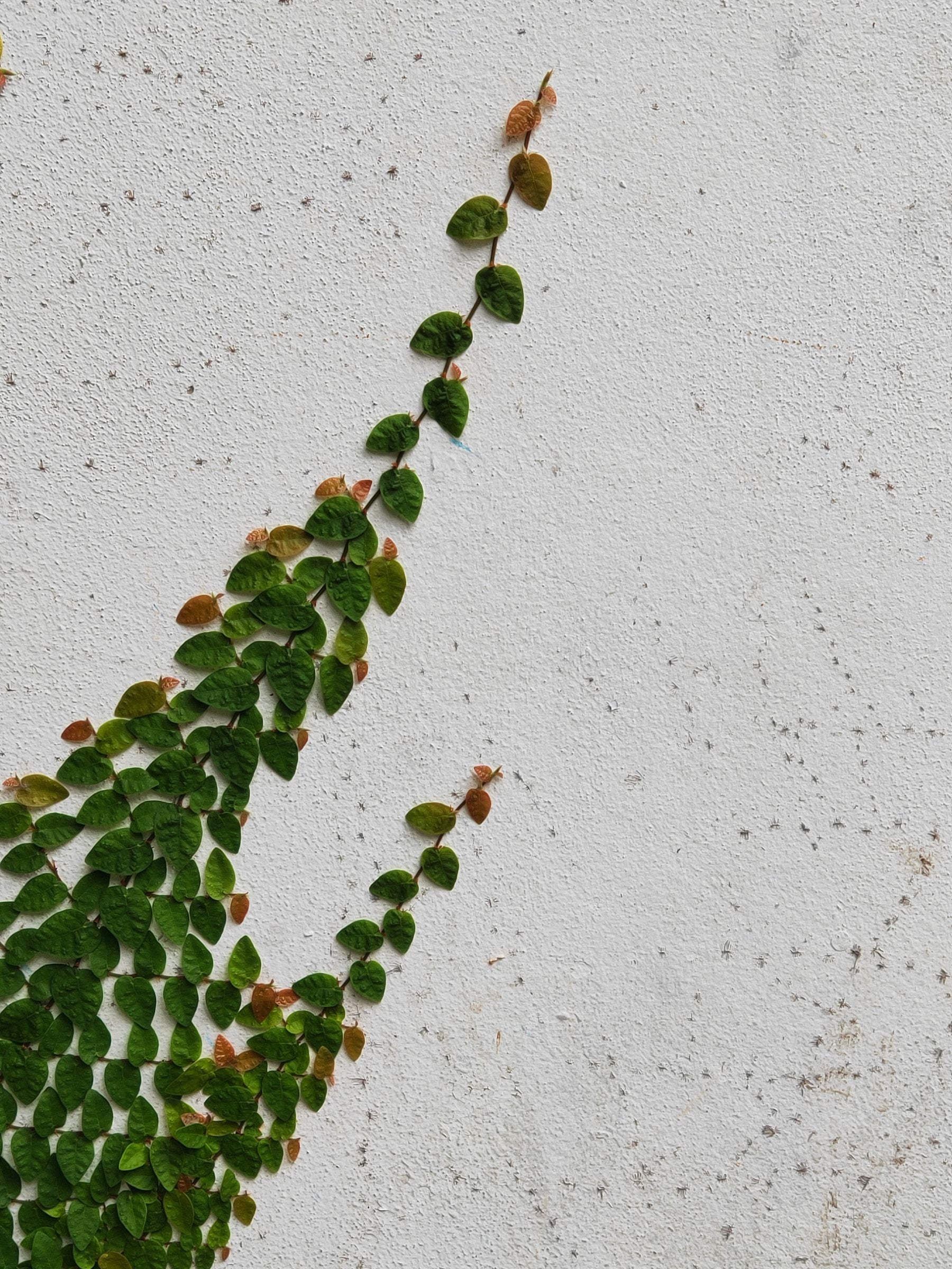 Ficus pumila creeping fig ki chhoti heart-shaped green leaves safed wall par climb karte hue
