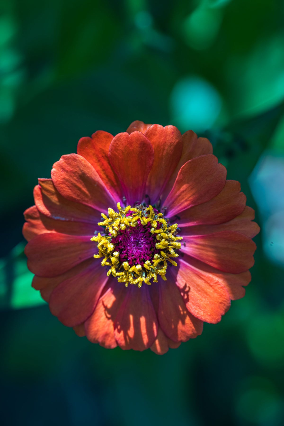 Red-orange Zinnia elegans phool yellow-purple center ke saath, close-up