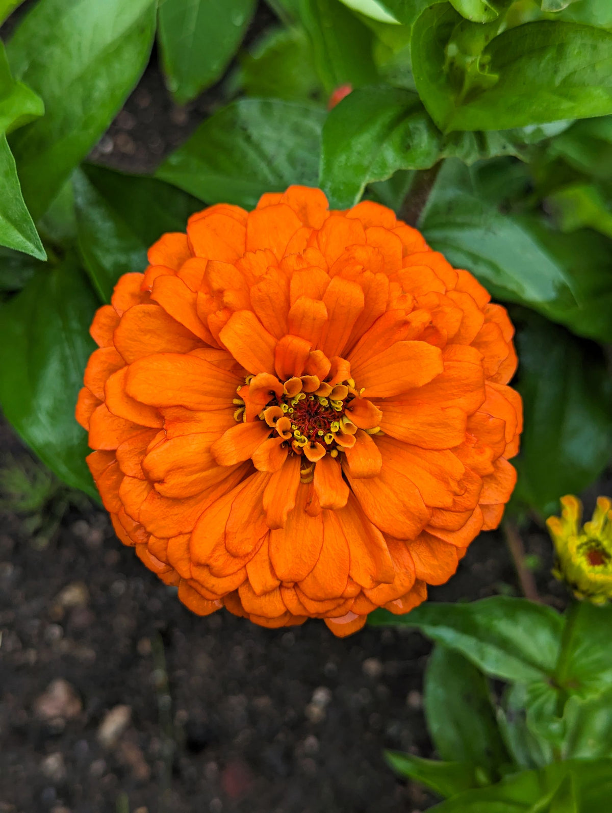 Ghana orange rang ka Zinnia phool, full double bloom